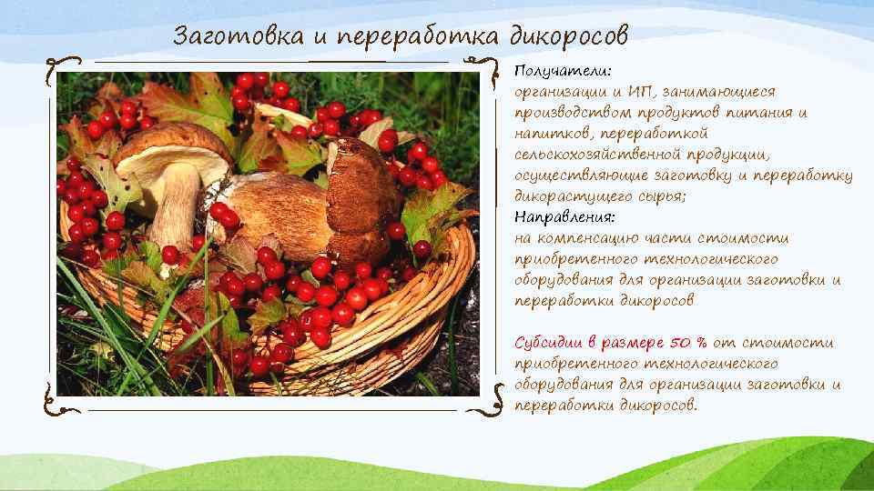 Заготовка и переработка дикоросов Получатели: организации и ИП, занимающиеся производством продуктов питания и напитков,