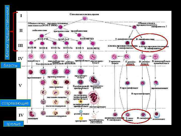 Клетки предшественники бласты созревающие зрелые 