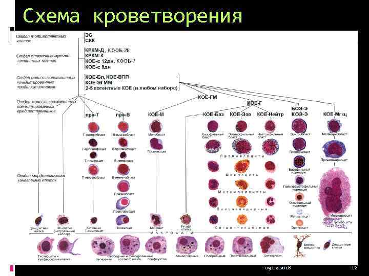 Схема кроветворения 09. 02. 2018 12 