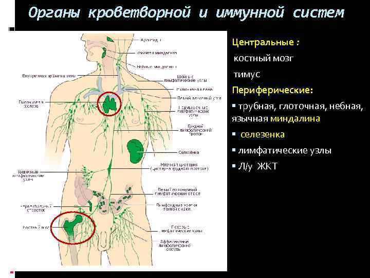Органы кроветворной и иммунной систем Центральные : костный мозг тимус Периферические: трубная, глоточная, небная,
