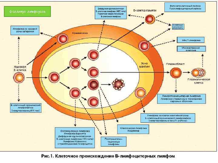 Фолликул лимфоузла 