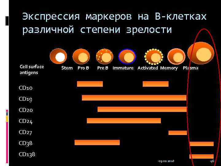 Экспрессия маркеров на В-клетках различной степени зрелости Cell surface antigens Stem Pro B Pre