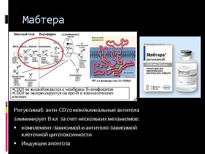 Мабтера Ритуксимаб анти СD 20 моноклинальные антитела элиминирует В кл за счет нескольких механизмов: