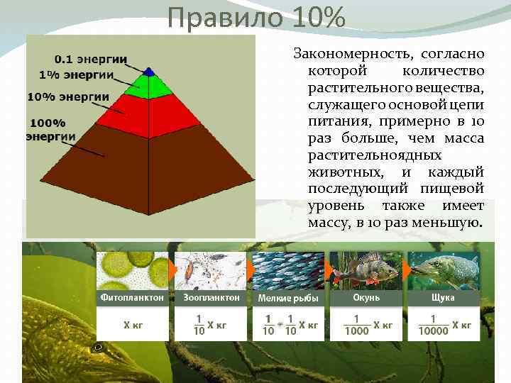 Правило 10% Закономерность, согласно которой количество растительного вещества, служащего основой цепи питания, примерно в