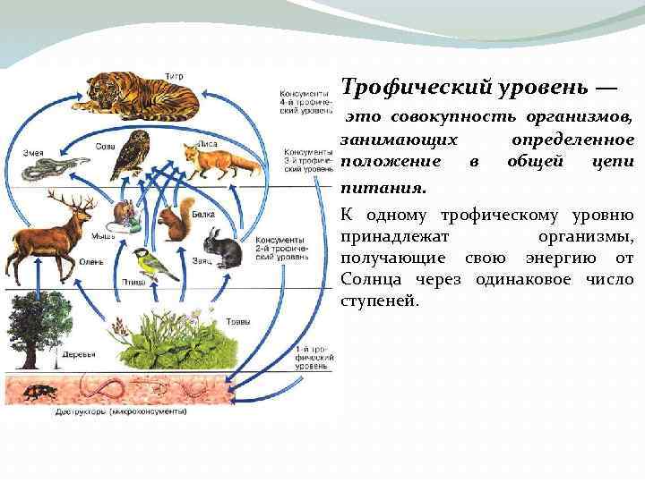 Презентация трофические уровни