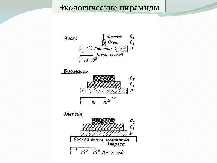 Экологические пирамиды 