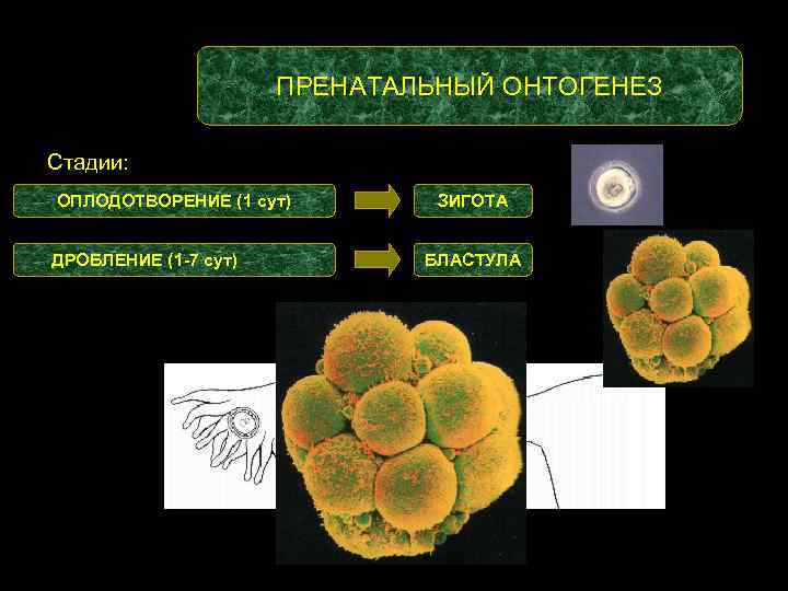 ПРЕНАТАЛЬНЫЙ ОНТОГЕНЕЗ Стадии: ОПЛОДОТВОРЕНИЕ (1 сут) ДРОБЛЕНИЕ (1 -7 сут) ЗИГОТА БЛАСТУЛА 