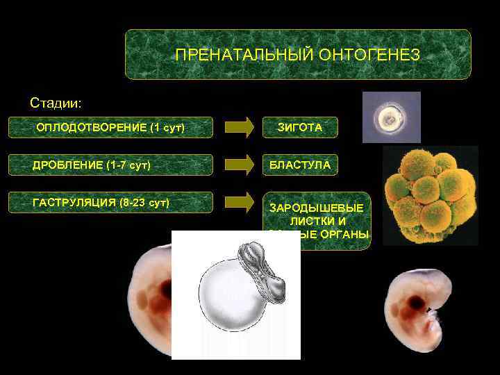 ПРЕНАТАЛЬНЫЙ ОНТОГЕНЕЗ Стадии: ОПЛОДОТВОРЕНИЕ (1 сут) ЗИГОТА ДРОБЛЕНИЕ (1 -7 сут) БЛАСТУЛА ГАСТРУЛЯЦИЯ (8
