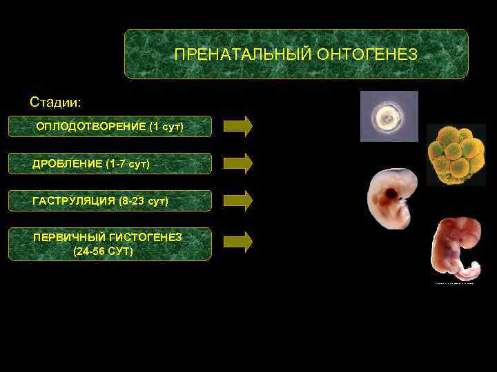 ПРЕНАТАЛЬНЫЙ ОНТОГЕНЕЗ Стадии: ОПЛОДОТВОРЕНИЕ (1 сут) ЗИГОТА ДРОБЛЕНИЕ (1 -7 сут) БЛАСТУЛА ГАСТРУЛЯЦИЯ (8