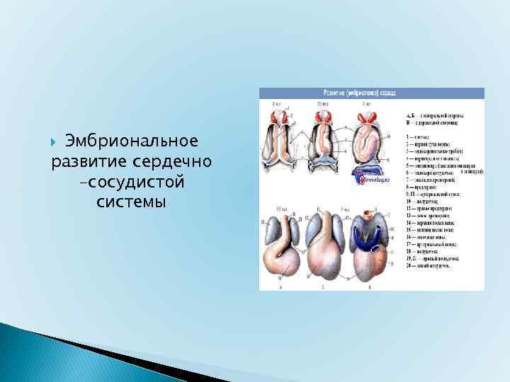 Эмбриональное развитие сердечно -сосудистой системы 