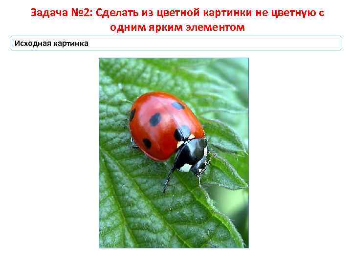 Задача № 2: Сделать из цветной картинки не цветную с одним ярким элементом Исходная