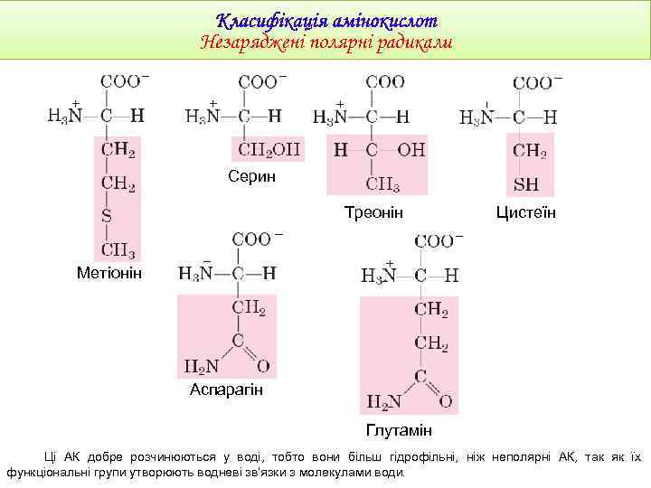 Незаряджені полярні радикали Серин Треонін Цистеїн Метіонін Аспарагін Глутамін Ці АК добре розчинюються у