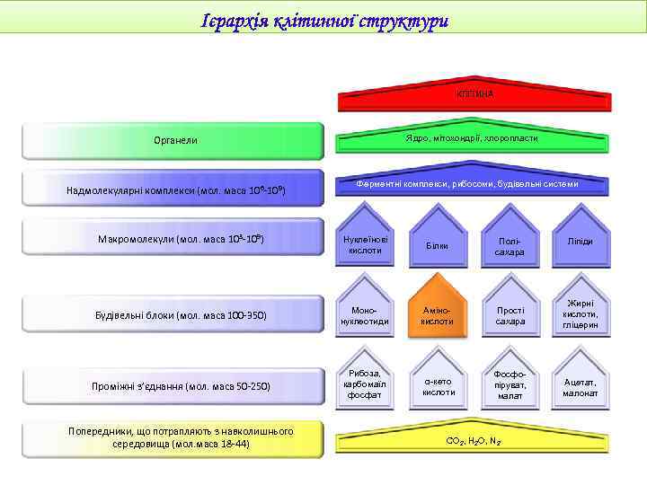 КЛІТИНА Ядро, мітохондрії, хлоропласти Органели Надмолекулярні комплекси (мол. маса 10 6 -109) Ферментні комплекси,