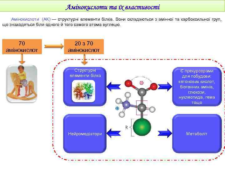 Амінокислоти (АК) — структурні елементи білків. Вони складаються з амінної та карбоксильної груп, що