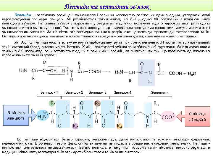 Пептиди – послідовно розміщені амінокислотні залишки ковалентно пов'язаних один з одним, утворюючі довгі нерозгалудженні