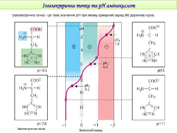 Ізоелектрична точка - це таке значення р. Н при якому сумарний заряд АК дорівнює