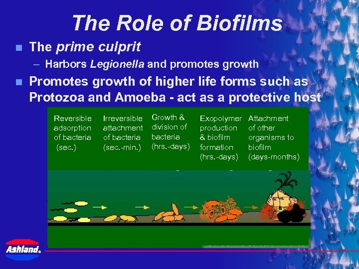 The Role of Biofilms n The prime culprit – Harbors Legionella and promotes growth