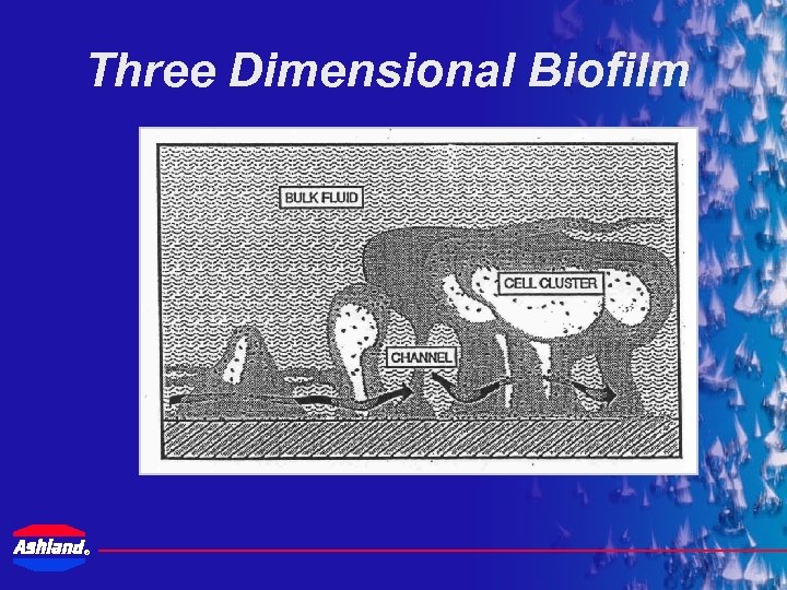 Three Dimensional Biofilm ® 