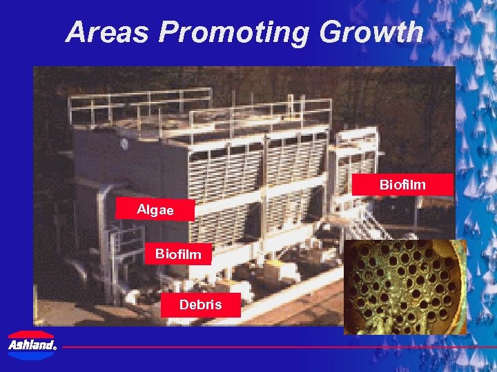 Areas Promoting Growth Biofilm Algae Biofilm Debris ® 