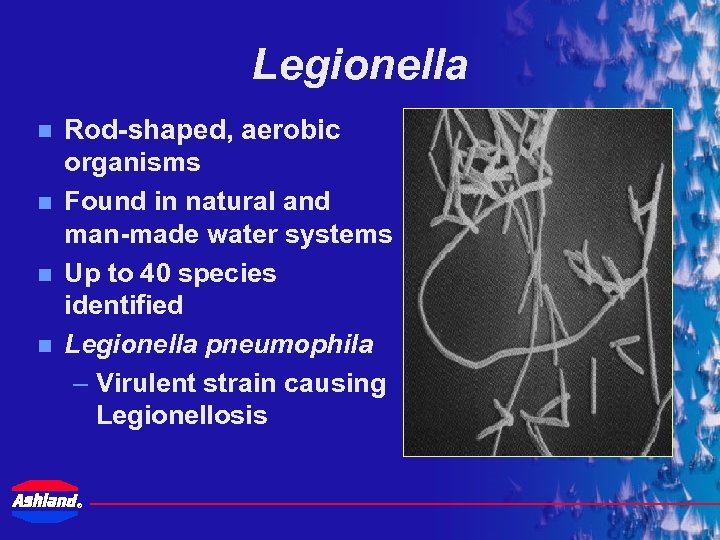 Legionella n n Rod-shaped, aerobic organisms Found in natural and man-made water systems Up