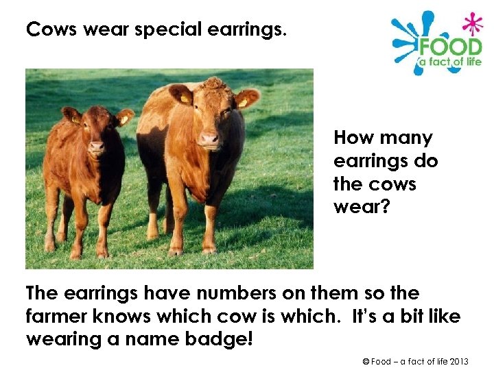 Cows wear special earrings. How many earrings do the cows wear? The earrings have