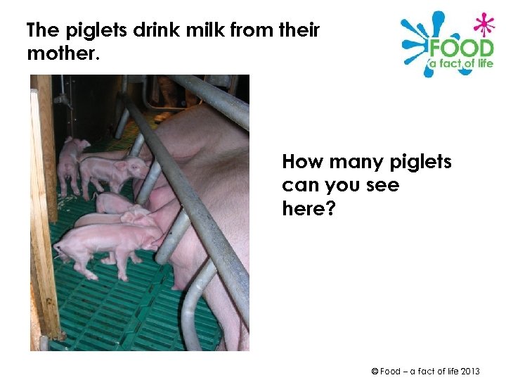 The piglets drink milk from their mother. How many piglets can you see here?