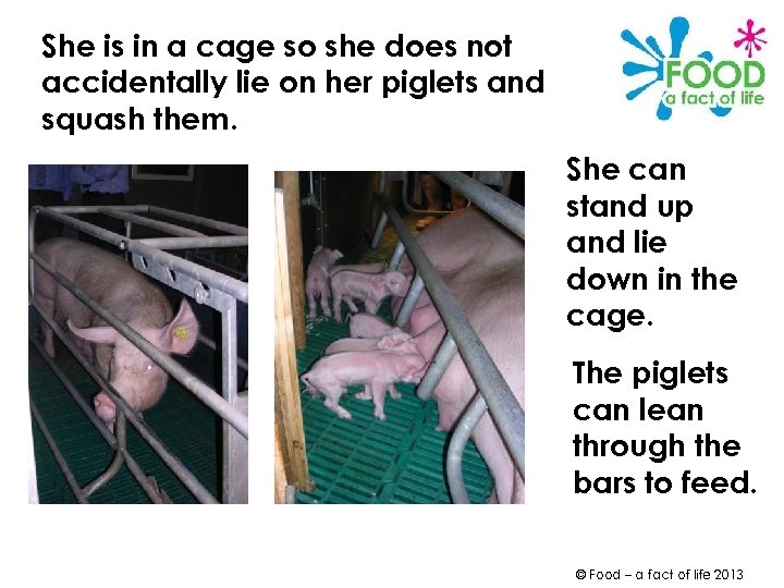 She is in a cage so she does not accidentally lie on her piglets
