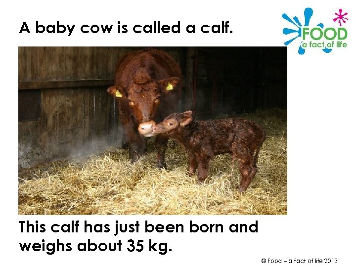 A baby cow is called a calf. This calf has just been born and