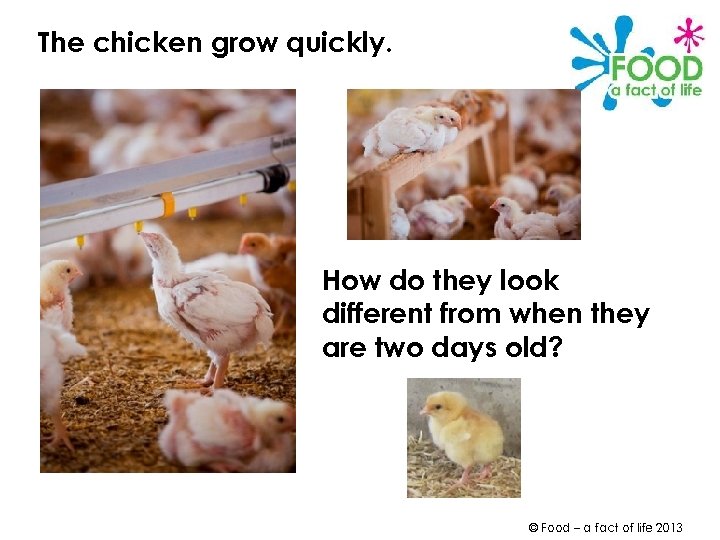 The chicken grow quickly. How do they look different from when they are two
