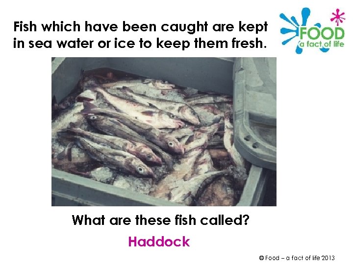 Fish which have been caught are kept in sea water or ice to keep