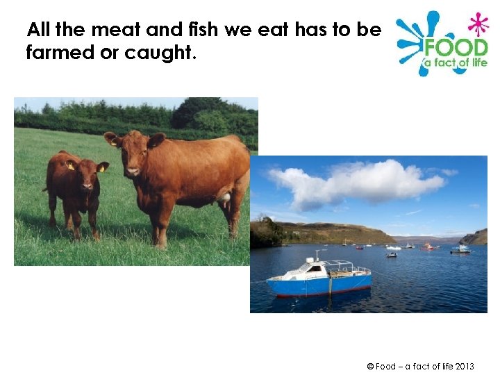 All the meat and fish we eat has to be farmed or caught. ©