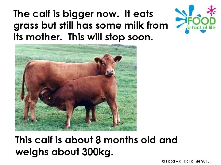 The calf is bigger now. It eats grass but still has some milk from