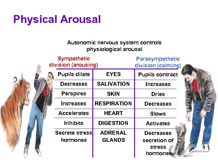 Physical Arousal Autonomic nervous system controls physiological arousal Sympathetic division (arousing) Parasympathetic division (calming)
