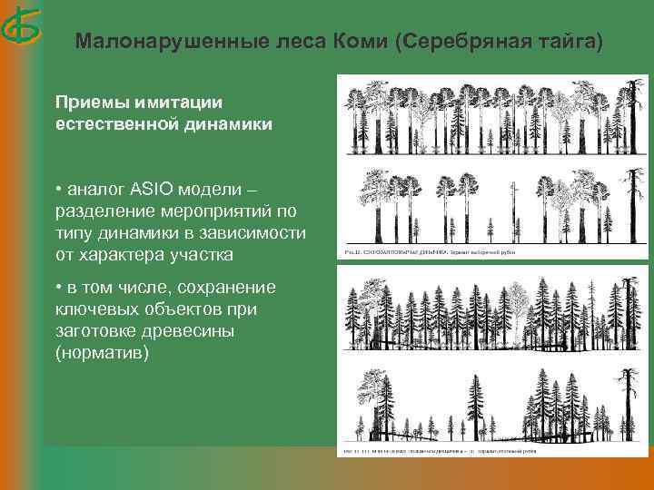 Малонарушенные леса Коми (Серебряная тайга) Приемы имитации естественной динамики • аналог ASIO модели –