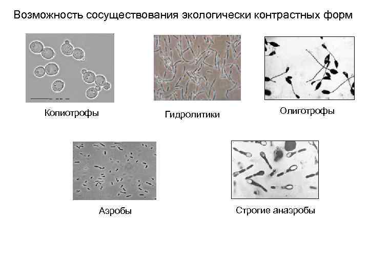 Возможность сосуществования экологически контрастных форм Копиотрофы Аэробы Гидролитики Олиготрофы Строгие анаэробы 