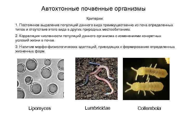 Автохтонные почвенные организмы Критерии: 1. Постоянное выделение популяций данного вида преимущественно из почв определенных