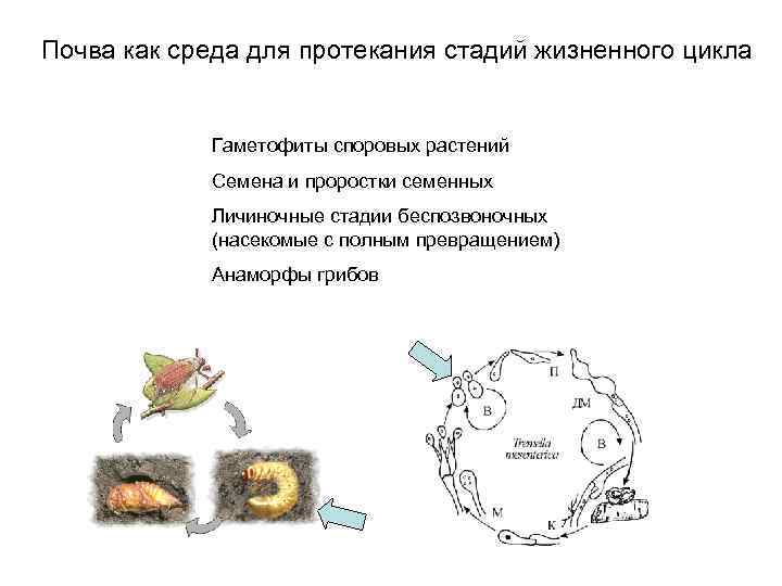 Почва как среда для протекания стадий жизненного цикла Гаметофиты споровых растений Семена и проростки