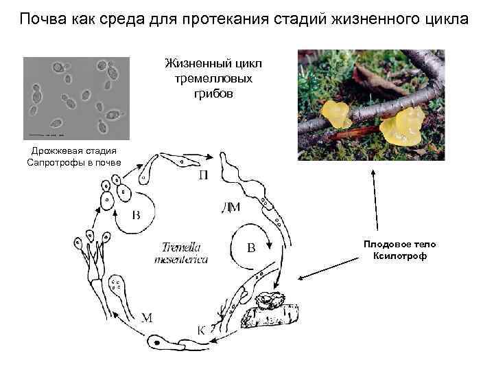 Почва как среда для протекания стадий жизненного цикла Жизненный цикл тремелловых грибов Дрожжевая стадия