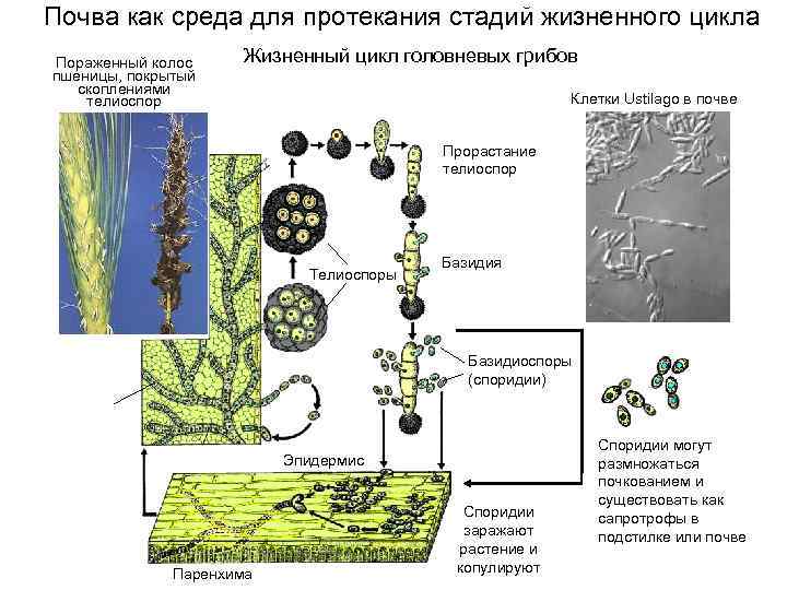 Почва как среда для протекания стадий жизненного цикла Пораженный колос пшеницы, покрытый скоплениями телиоспор