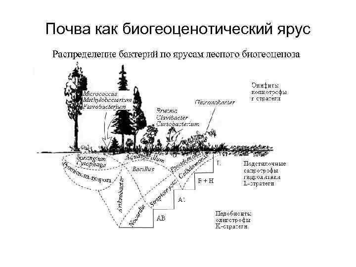Почва как биогеоценотический ярус 