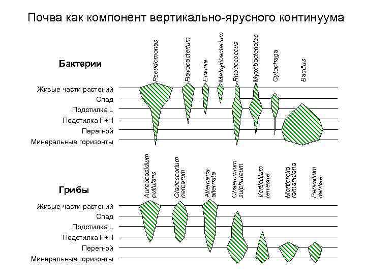 Грибы Живые части растений Опад Подстилка L Подстилка F+H Перегной Минеральные горизонты Penicillium dahliae