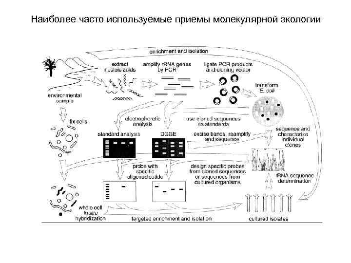 Наиболее часто используемые приемы молекулярной экологии 