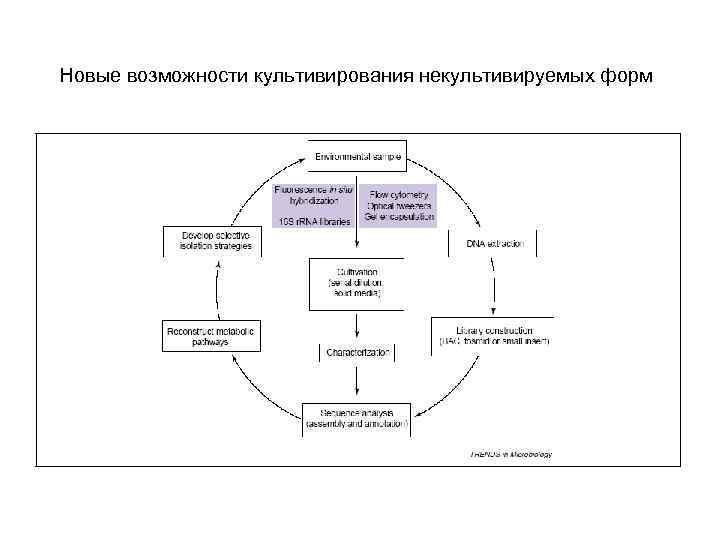 Новые возможности культивирования некультивируемых форм 