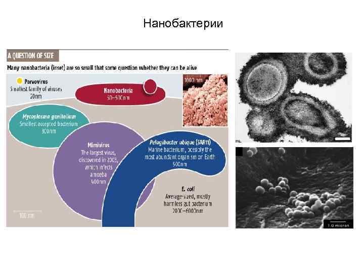 Нанобактерии 