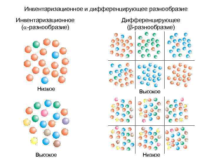 Инвентаризационное и дифференцирующее разнообразие Инвентаризационное ( -разнообразие) Дифференцирующее (β-разнообразие) Низкое Высокое Низкое 