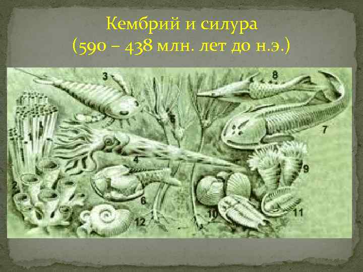 Кембрий и силура (590 – 438 млн. лет до н. э. ) 