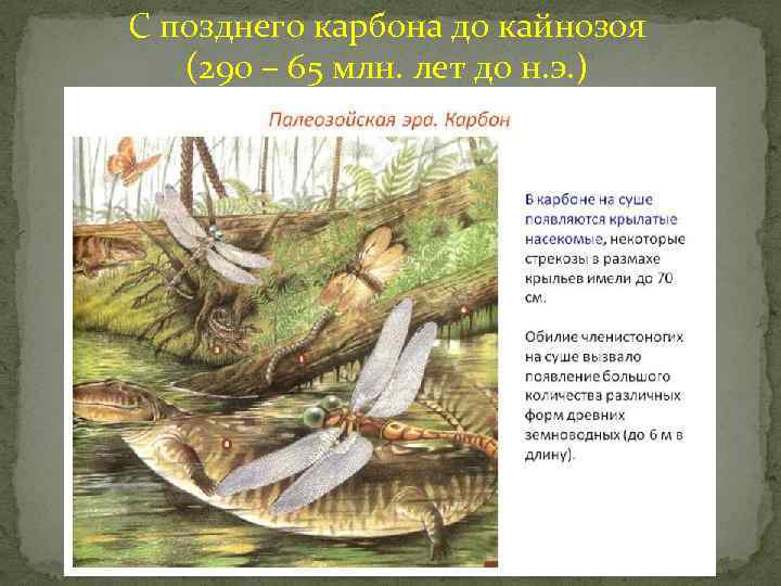 С позднего карбона до кайнозоя (290 – 65 млн. лет до н. э. )
