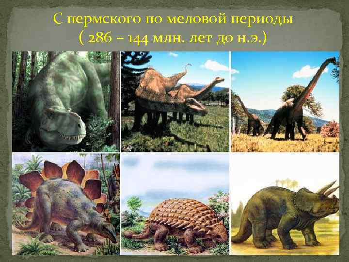 С пермского по меловой периоды ( 286 – 144 млн. лет до н. э.