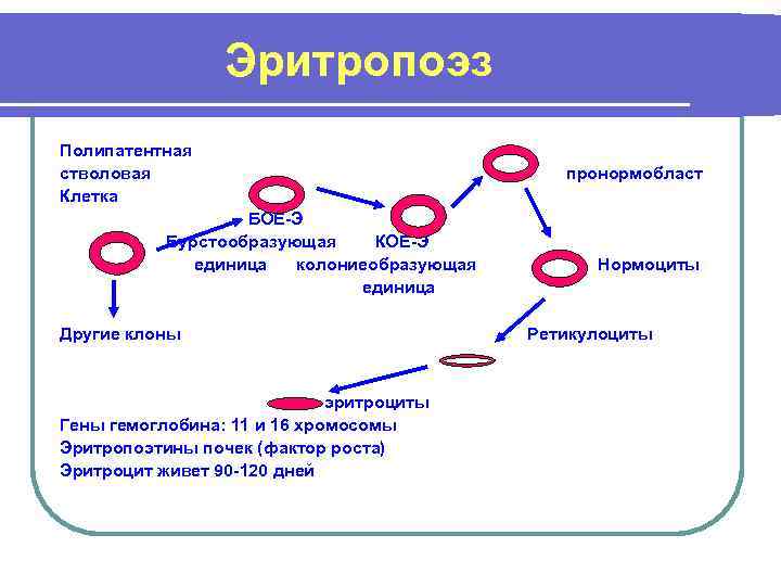 Образование эритроцитов