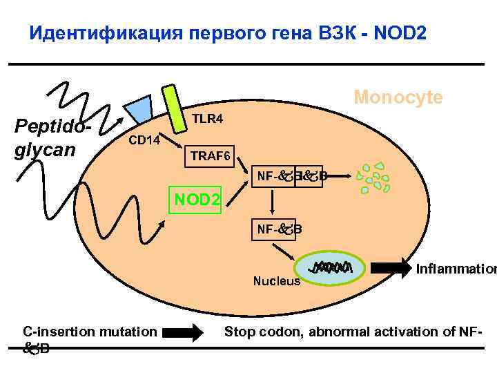 Идентификация первого гена ВЗК - NOD 2 Monocyte Peptidoglycan TLR 4 CD 14 TRAF